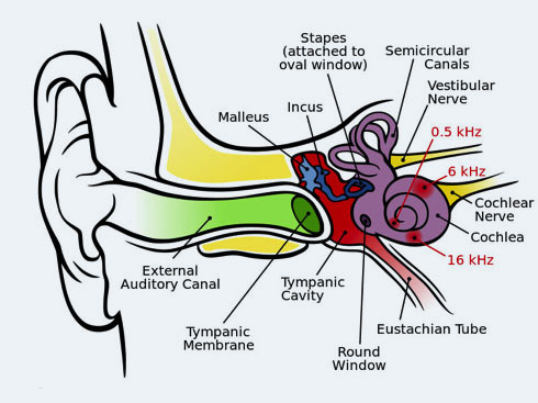 Loud Sounds can cause tinnitus